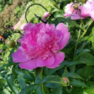 Meet your Posher, Nicci